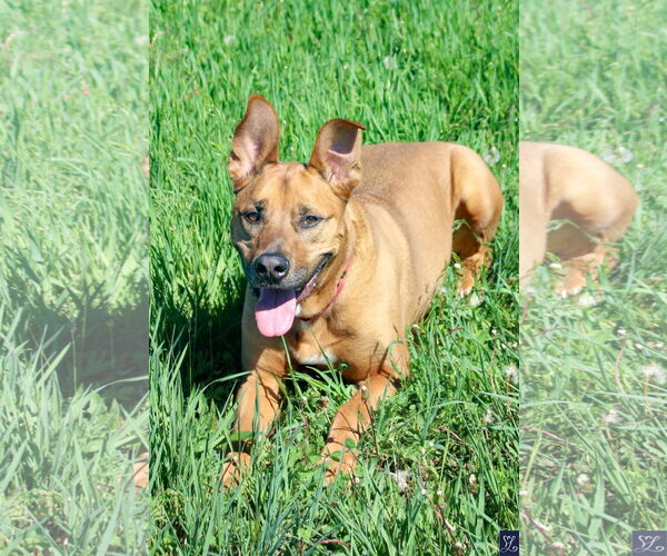 Medium Photo #2 American Pit Bull Terrier-German Shepherd Dog Mix Puppy For Sale in Lockport, NY, USA