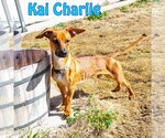 Small Photo #9 Dachshund-Unknown Mix Puppy For Sale in San Antonio, TX, USA