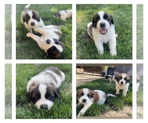 Saint Bernard Puppy for sale in MURRIETA, CA, USA