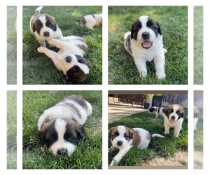 Medium Saint Bernard