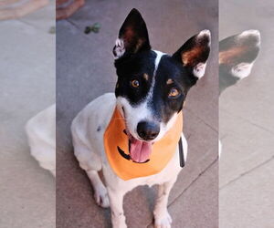 Medium Jack Russell Terrier Mix
