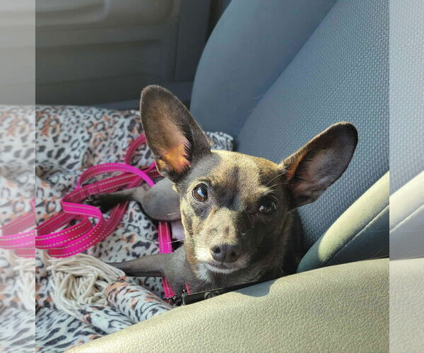 Medium Photo #2 Chiweenie Puppy For Sale in Shermans Dale, PA, USA