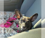 Small #1 Chiweenie