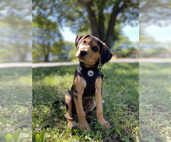 Medium Photo #4 Black and Tan Coonhound-Unknown Mix Puppy For Sale in Forest, VA, USA