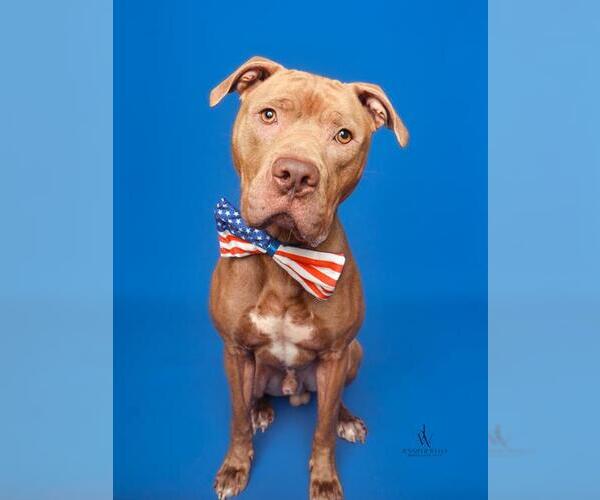 Medium Photo #3 Mutt Puppy For Sale in Forestville, MD, USA