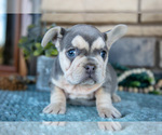 Puppy Zola French Bulldog