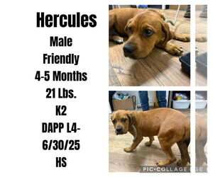 Boxador Dogs for adoption in Plainfield, IL, USA