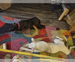 Small #9 American Pit Bull Terrier-Labrador Retriever Mix