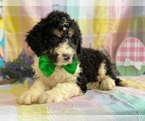 Bernedoodle Puppy for sale in LANCASTER, PA, USA