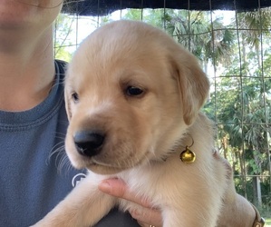 Labrador Retriever Puppy for sale in GENEVA, FL, USA