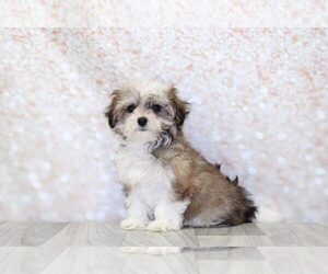 Maltipoo Puppy for sale in MARIETTA, GA, USA