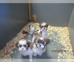 Small Photo #11 Shih Tzu Puppy For Sale in CARROLLTON, GA, USA