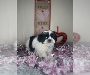 Shih-Poo Puppy for sale in INDIANAPOLIS, IN, USA