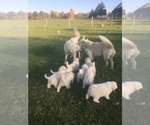 Small Photo #7 Maremma Sheepdog Puppy For Sale in CONNEAUT, OH, USA