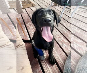 Labrador Retriever-Unknown Mix Dogs for adoption in San Bernardino , CA, USA