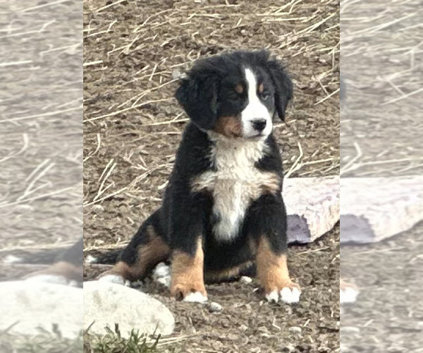 Medium Photo #1 Bernese Mountain Dog Puppy For Sale in SOUTHWORTH, WA, USA