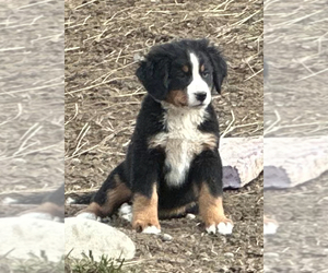 Bernese Mountain Dog Puppy for Sale in SOUTHWORTH, Washington USA