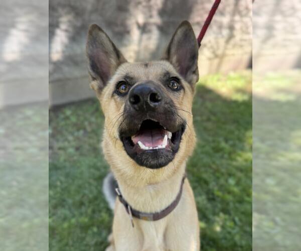 Medium Photo #2 German Shepherd Dog-Unknown Mix Puppy For Sale in Woodland, CA, USA