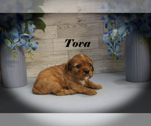Cavalier King Charles Spaniel Puppy for sale in CHANUTE, KS, USA
