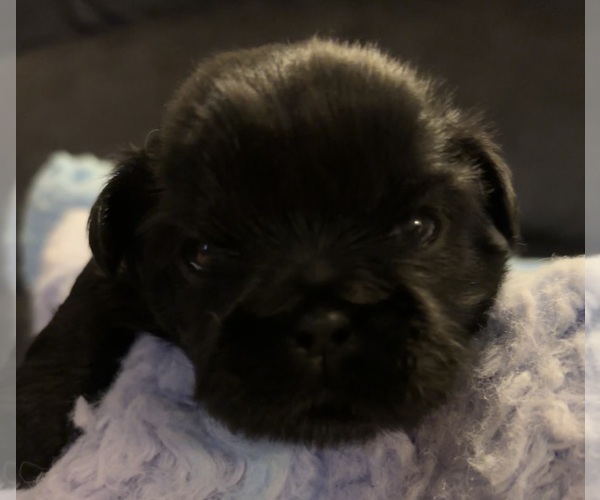 Medium Photo #1 Shih Tzu Puppy For Sale in BLUFFTON, SC, USA