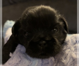 Shih Tzu Puppy for sale in BLUFFTON, SC, USA