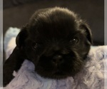 Image preview for Ad Listing. Nickname: Kiwi