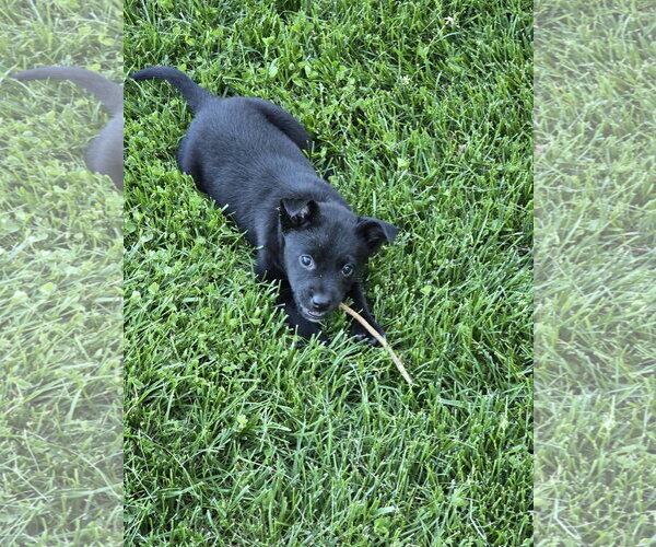 Medium Photo #3 Labsky Puppy For Sale in Hillsboro, MO, USA