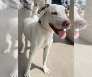 Bristol - Female Pointer-Unknown Mix Dog for Adoption - Photo #4