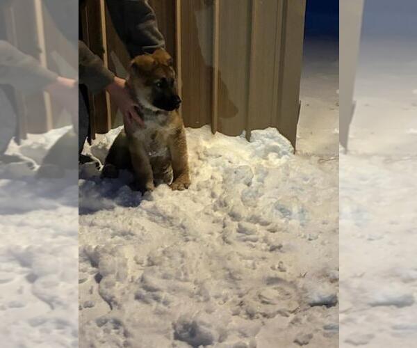 Medium Photo #3 German Shepherd Dog Puppy For Sale in GREENWOOD, WI, USA