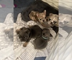 Small Photo #11 French Bulldog Puppy For Sale in MIDLOTHIAN, TX, USA