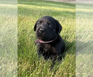 Medium Labrador Retriever