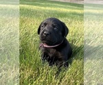 Puppy Puppy 3 lucy Labrador Retriever
