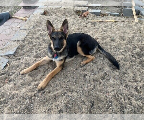 Medium Photo #5 German Shepherd Dog Puppy For Sale in FARIBAULT, MN, USA