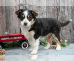 Small Photo #16 Australian Cattle Dog-Miniature Australian Shepherd Mix Puppy For Sale in SULLIVAN, OH, USA