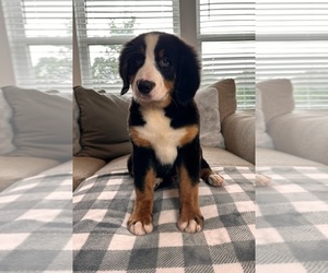 Bernese Mountain Dog Puppy for sale in INDIANAPOLIS, IN, USA