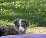 Small #1 Border Collie