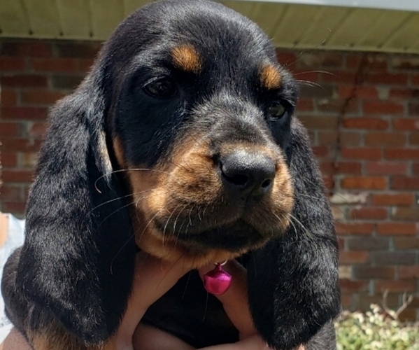 Medium Photo #1 Black and Tan Coonhound Puppy For Sale in OKEECHOBEE, FL, USA
