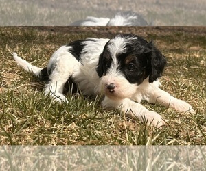 Miniature Bernedoodle Puppy for sale in LONGMONT, CO, USA