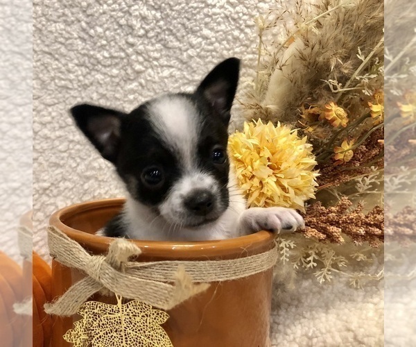 Medium Photo #3 Chihuahua Puppy For Sale in SHERMAN, TX, USA