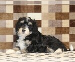 Small #1 Bernedoodle (Miniature)