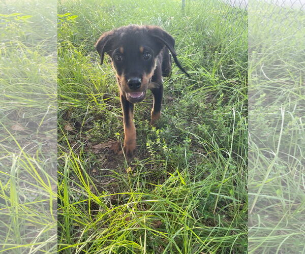 Medium Photo #6 Mutt Puppy For Sale in White Hall, AR, USA