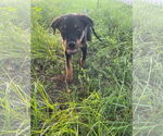 Small #5 Mutt