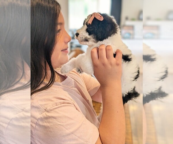 Medium Photo #20 Bernedoodle-Golden Mountain Dog Mix Puppy For Sale in DAVIS, CA, USA