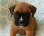 Image preview for Ad Listing. Nickname: AKC brownfemale