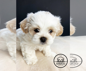 Maltipoo-Shih Tzu Mix Puppy for Sale in ORTING, Washington USA