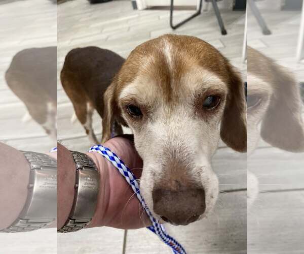 Medium Photo #9 Beagle Puppy For Sale in Tampa, FL, USA