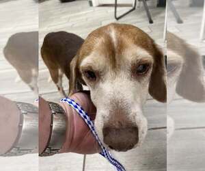 Coco Bean - Male Beagle Dog for Adoption - Photo #9