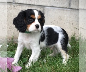 Cavalier King Charles Spaniel Puppy for Sale in CLARE, Michigan USA