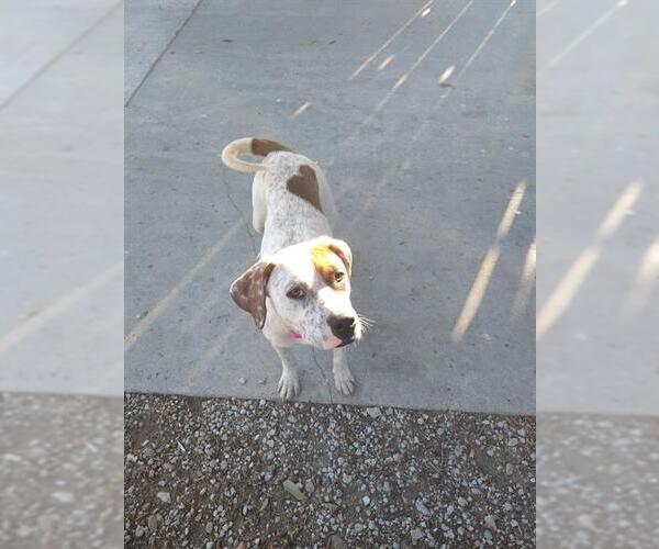 Medium Photo #1 American Staffordshire Terrier-Unknown Mix Puppy For Sale in San Antonio, TX, USA