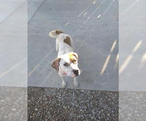 American Staffordshire Terrier-Unknown Mix Dogs for adoption in San Antonio, TX, USA